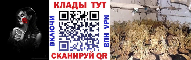 Где купить Новоржев Бошки Шишки  Меф мяу мяу  COCAIN  Гашиш 